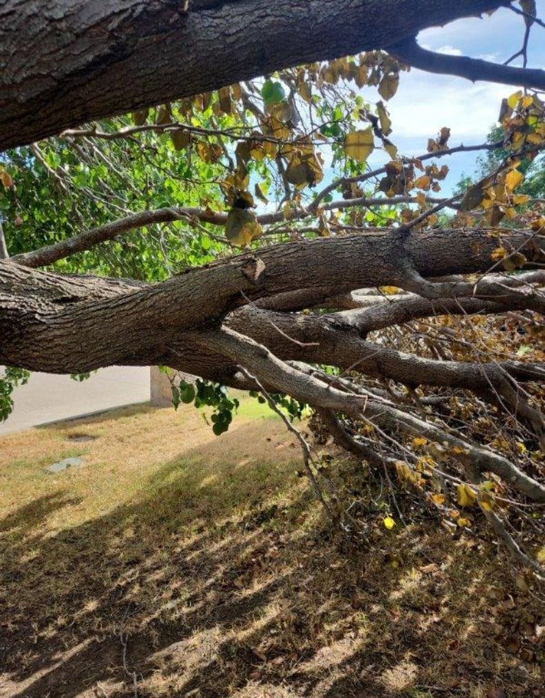 Emergency tree removal work by Texas Tree Tops