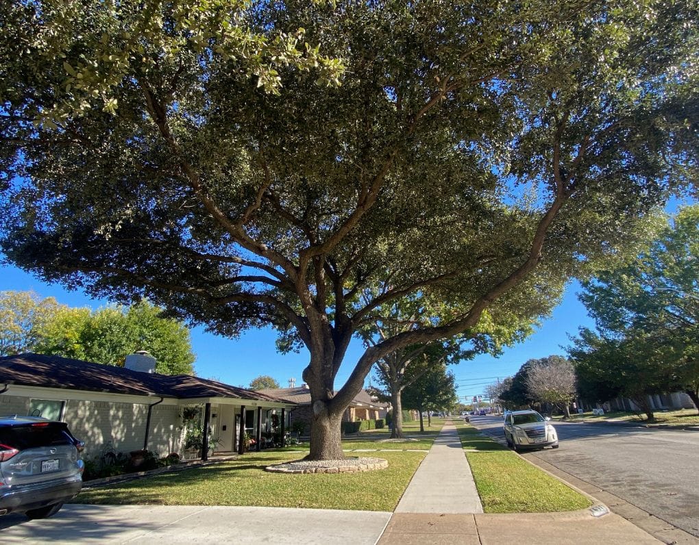 Large oak tree with clean canopy after pruning