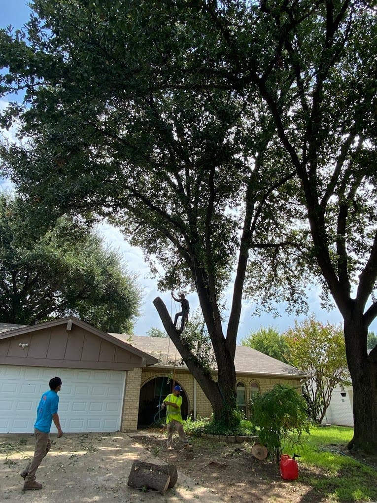 North Texas tree canopy being evaluated for pruning and health