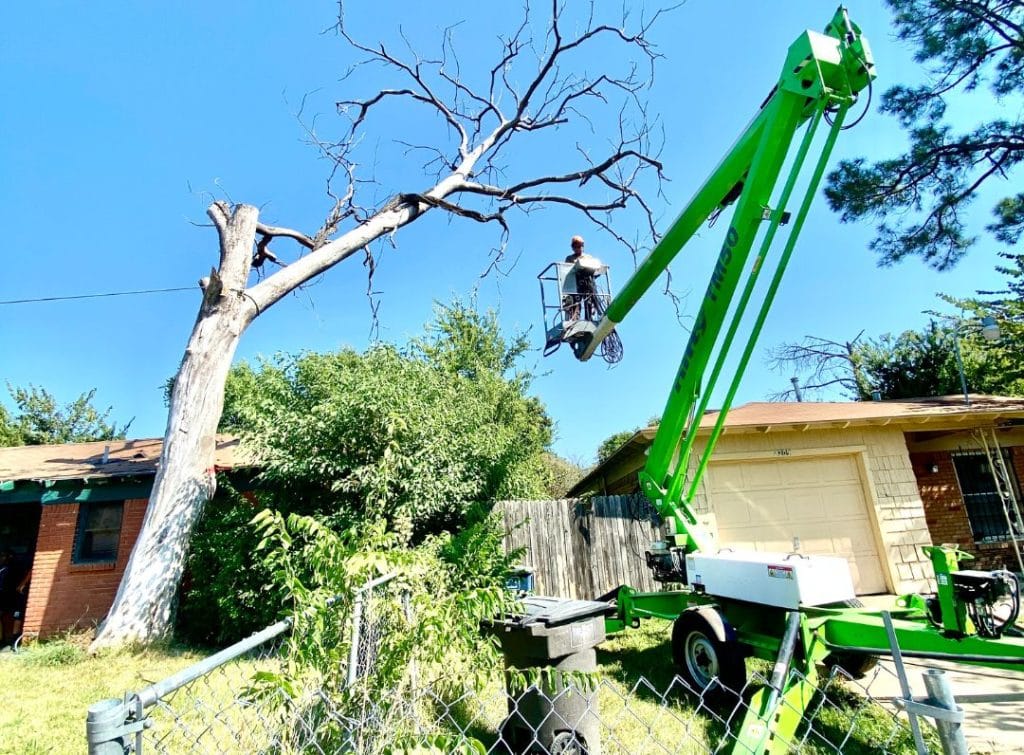 Crew removing a dead tree from a residential property