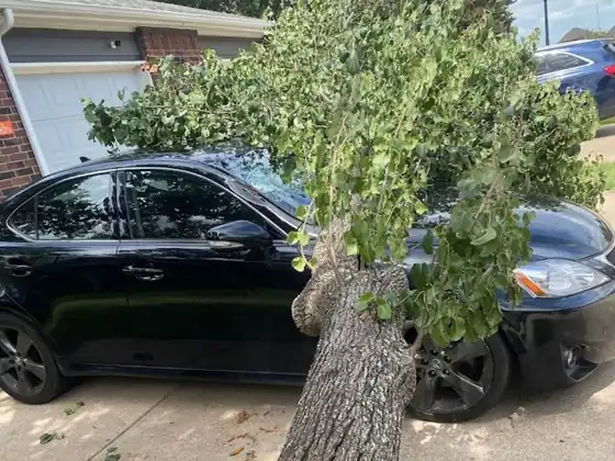 Fallen tree on a vehicle after a North Texas storm