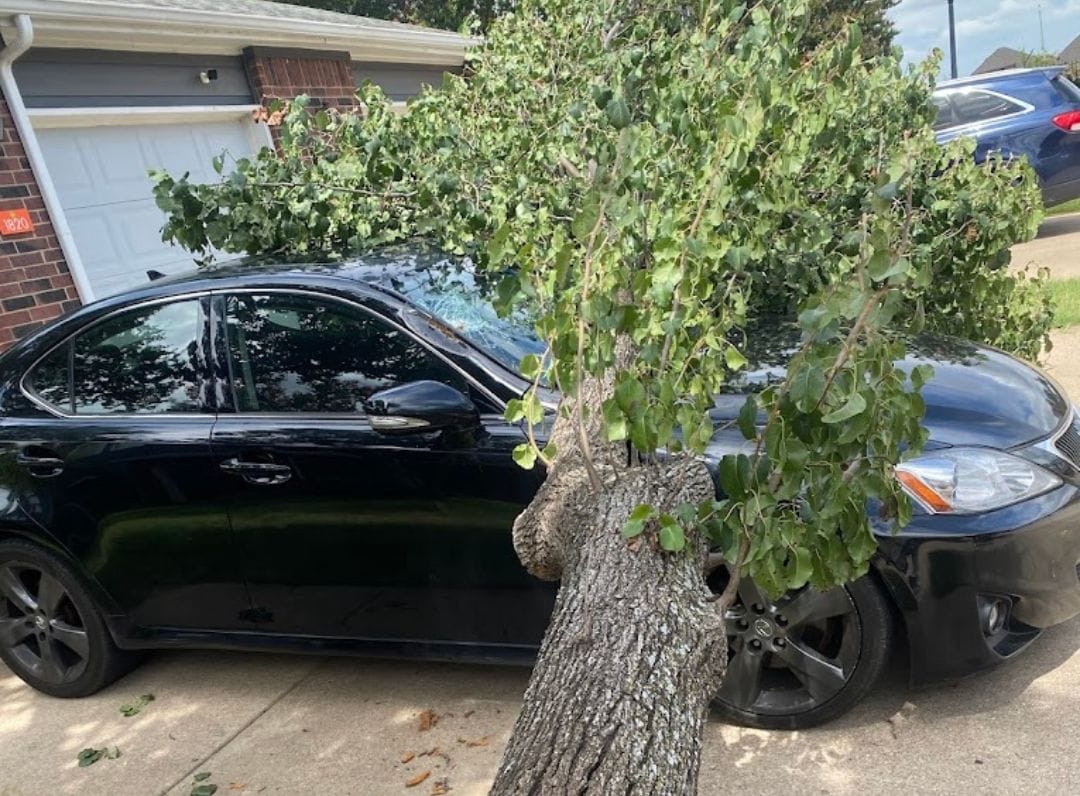 Fallen tree on a vehicle after a North Texas storm