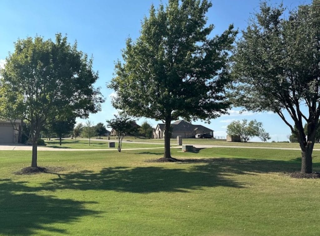 Trimmed trees in a Texas front yard