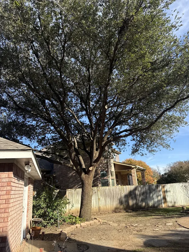 Large North Texas tree after trimming near a home