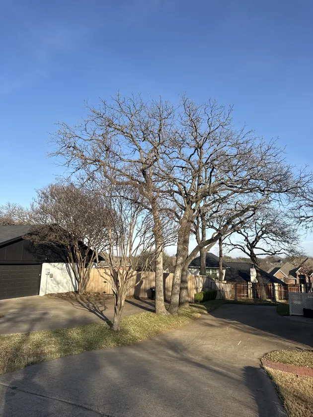Large residential tree trimming job with cleared yard access