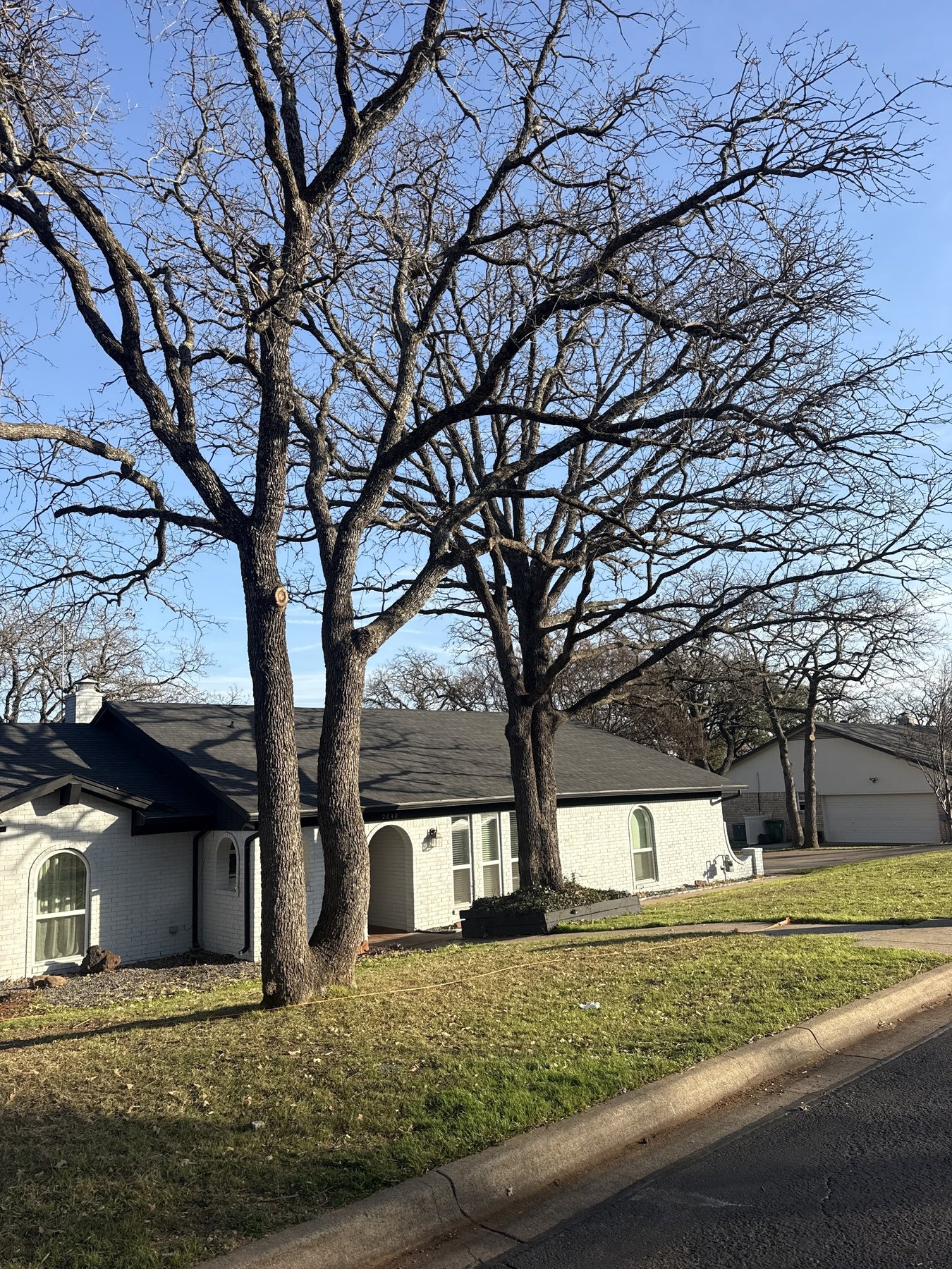 Large finished tree trimming job in front of a North Texas home
