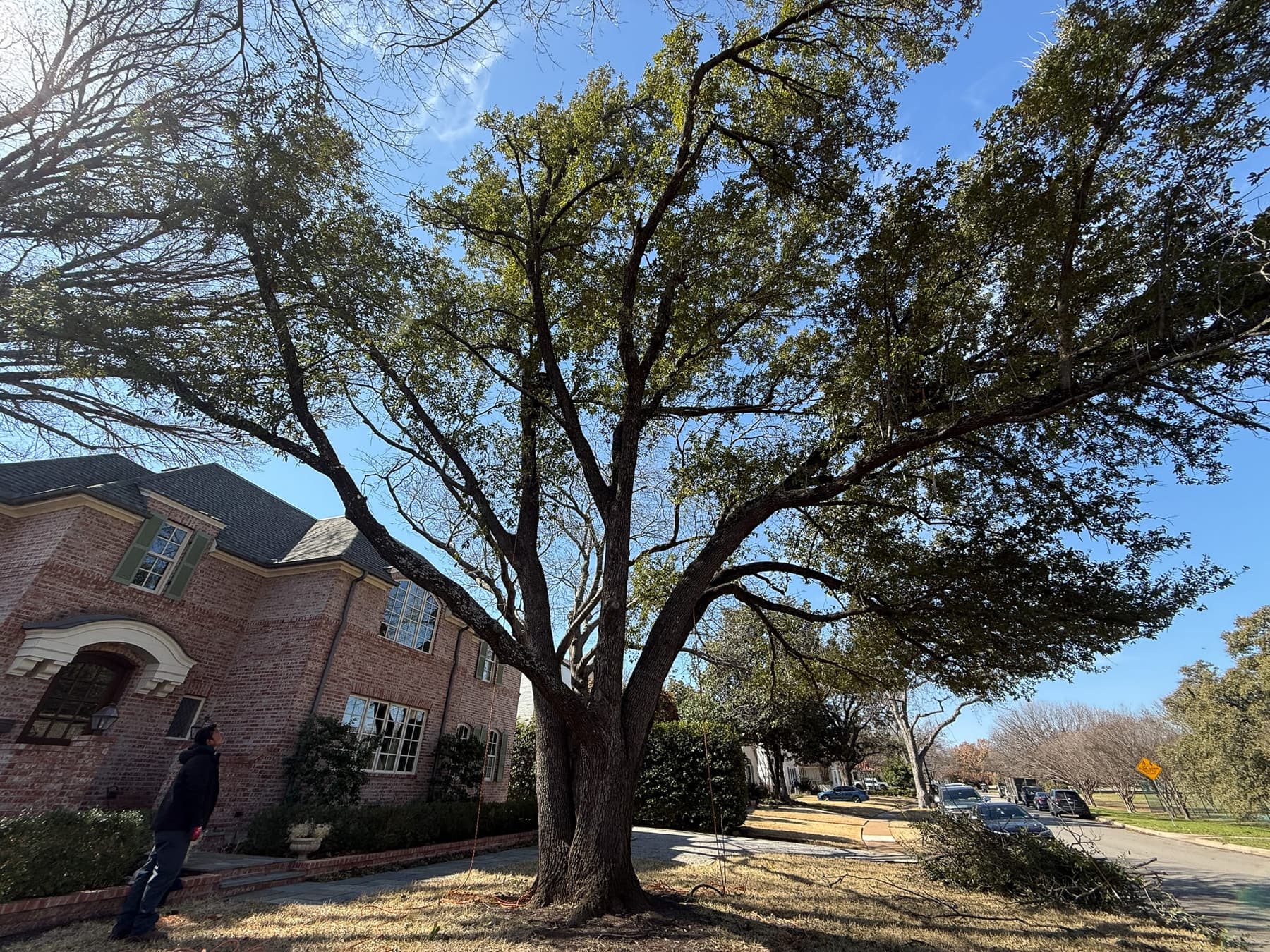 Large tree removal by Texas Tree Tops in the DFW area