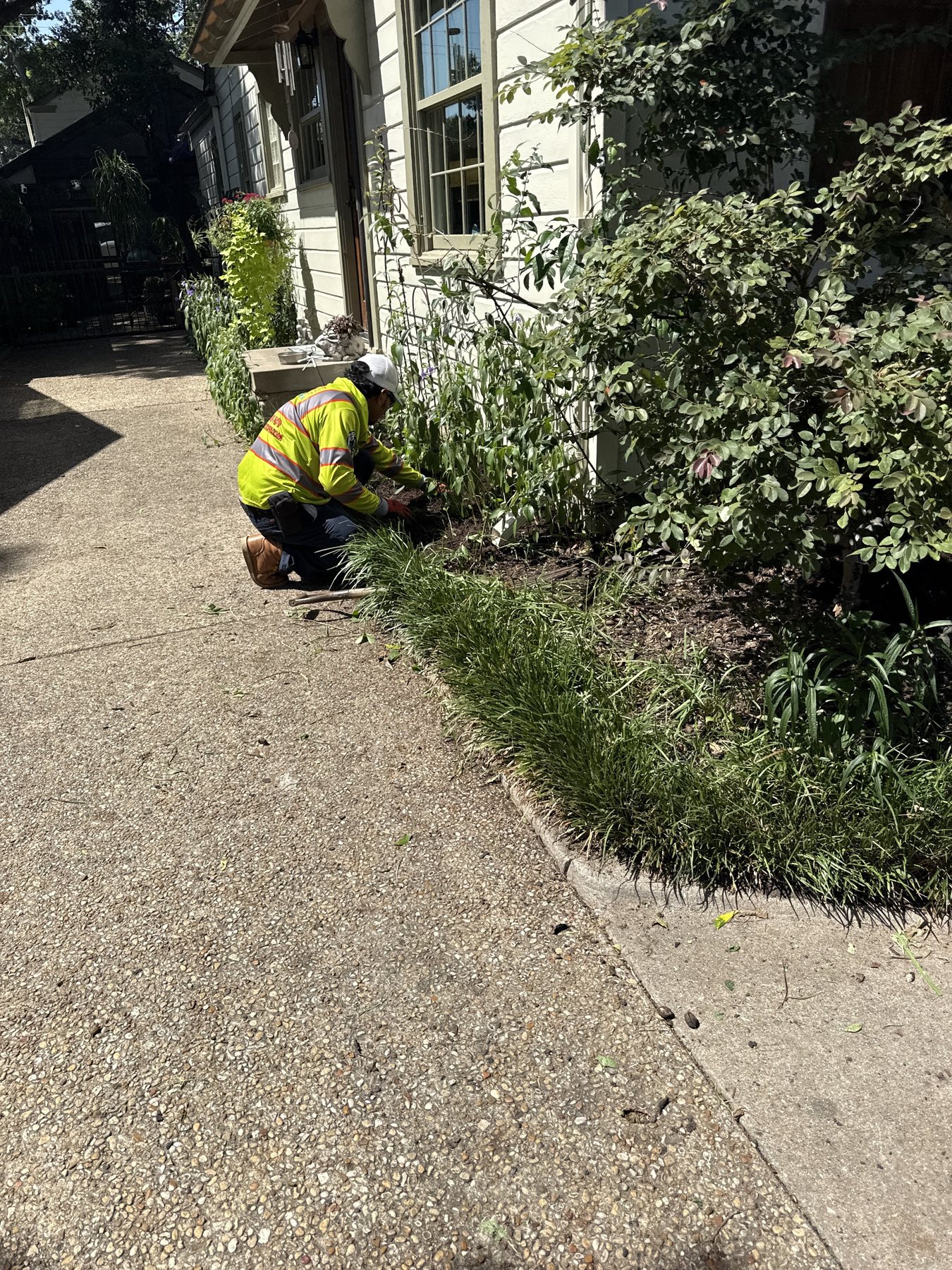 Texas Tree Tops reviewing plant and tree health near a residential walkway