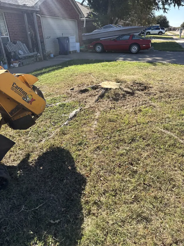 Stump grinding preparation in a North Texas yard