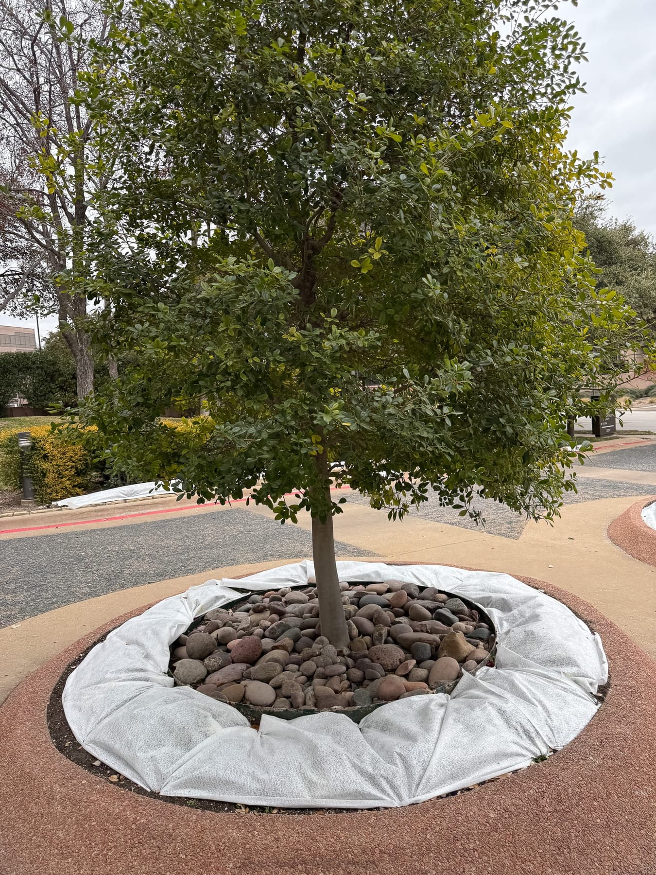 Mature North Texas tree in a residential landscape