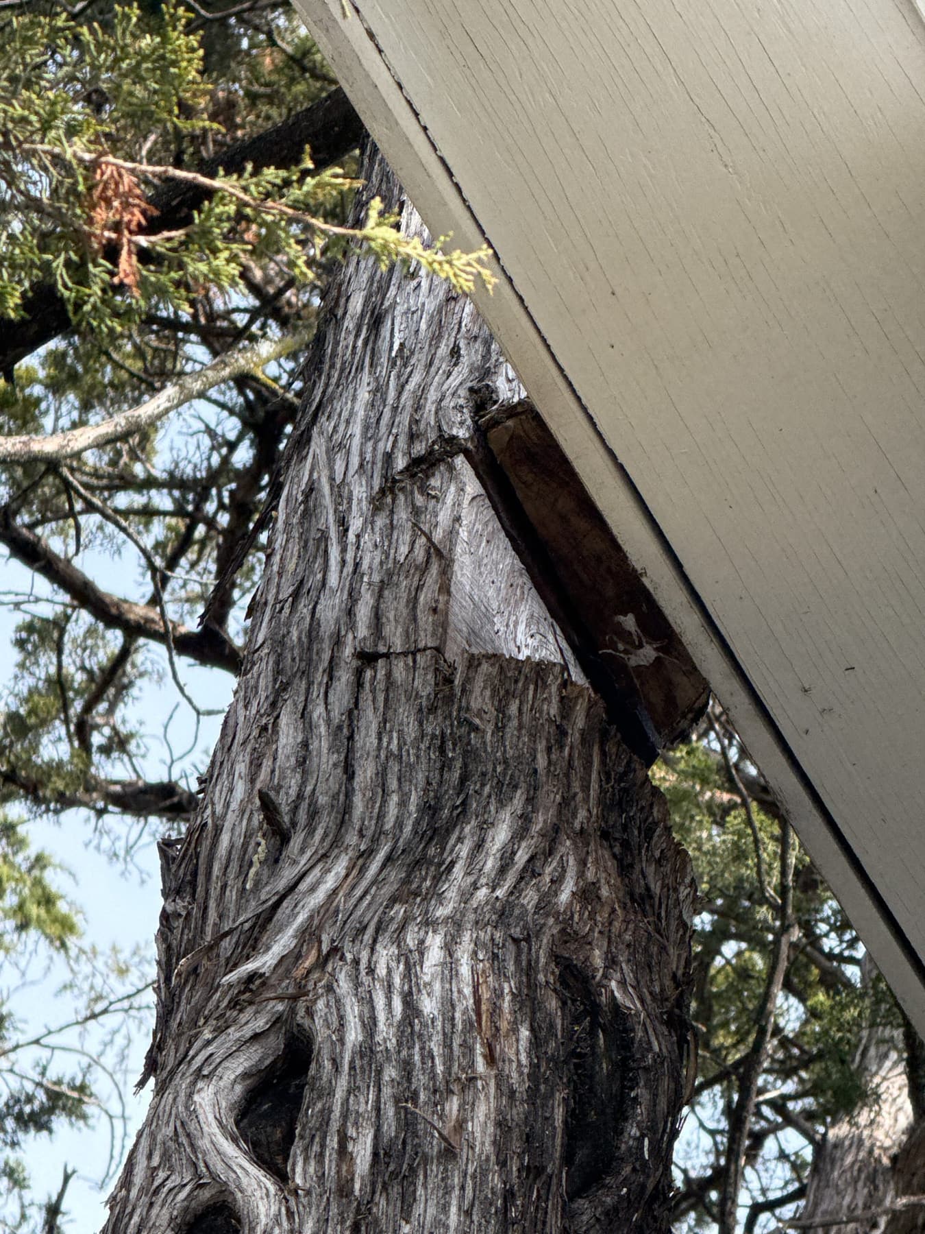 Damaged tree near a structure needing emergency tree assessment