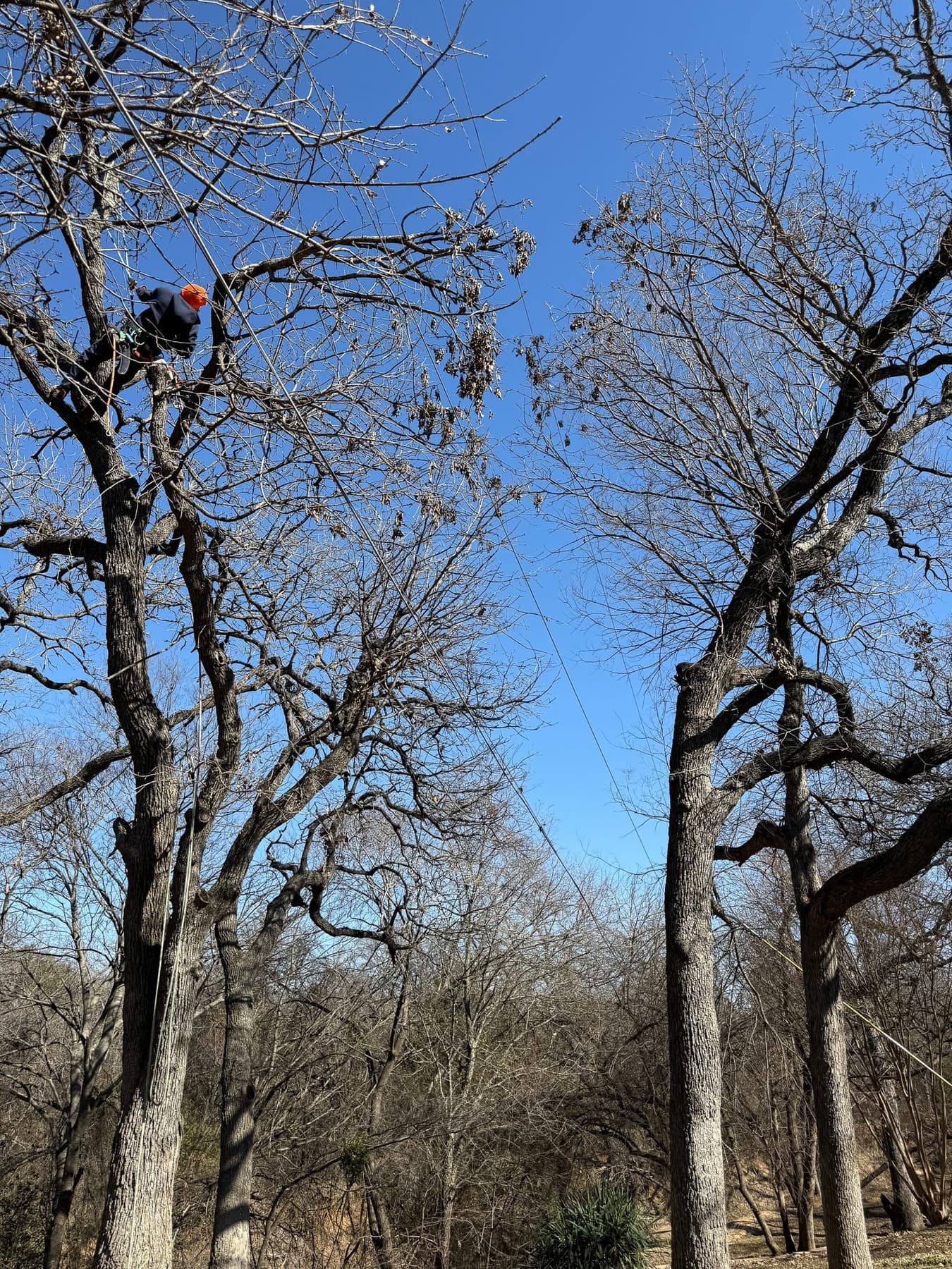 Texas Tree Tops tree service work area in DFW
