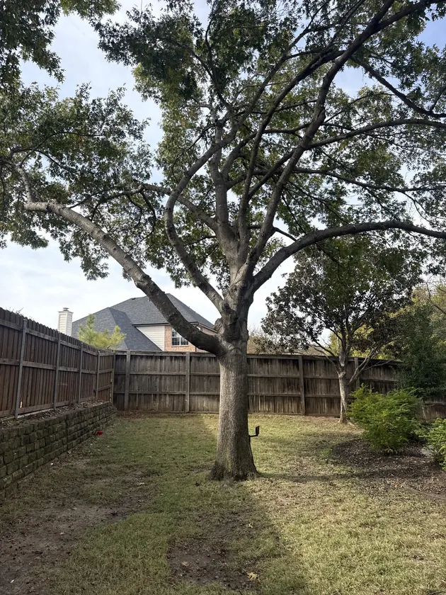 Completed trimmed tree job with clean residential site