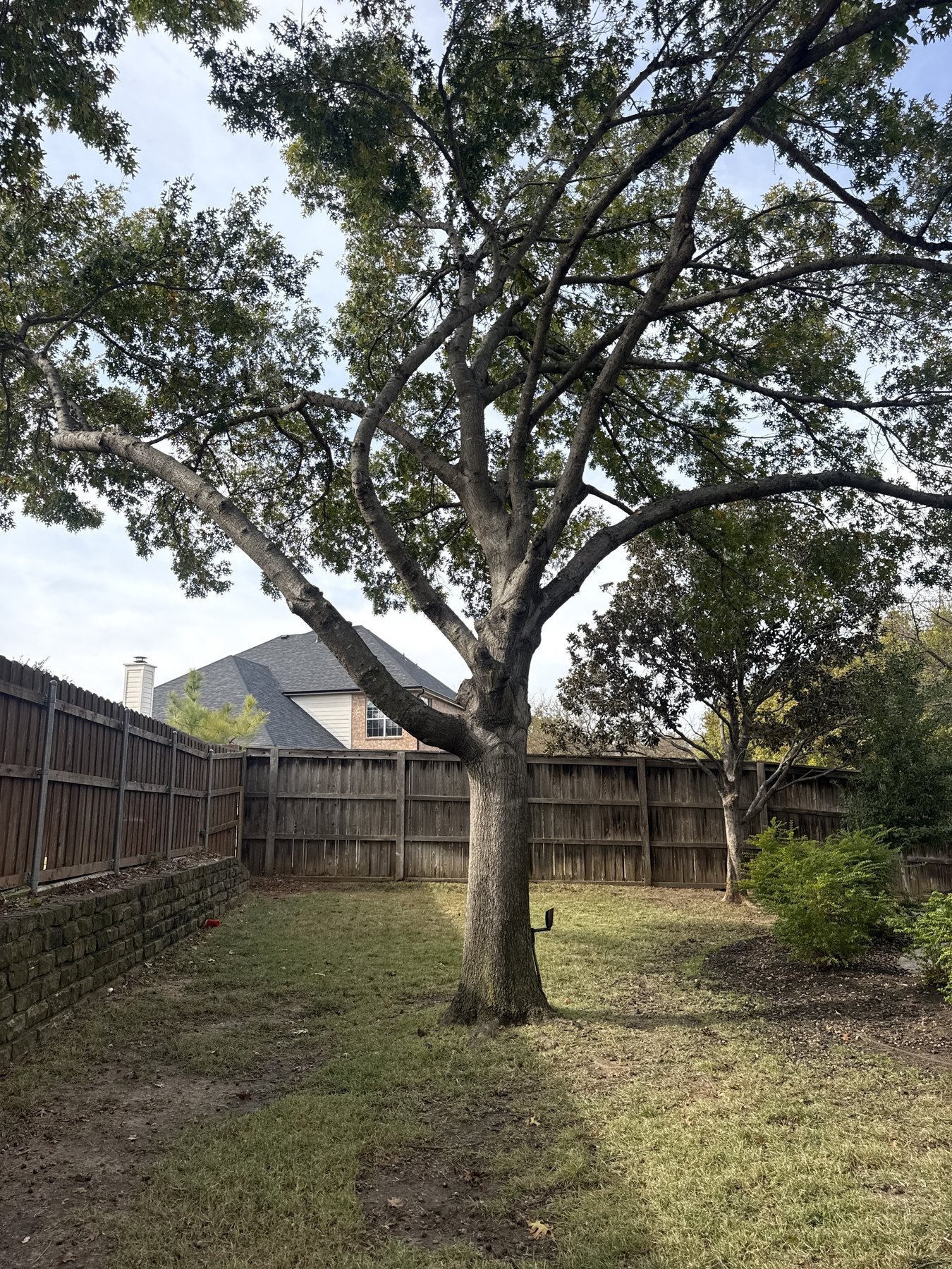 Completed trimmed tree job with a clean residential site