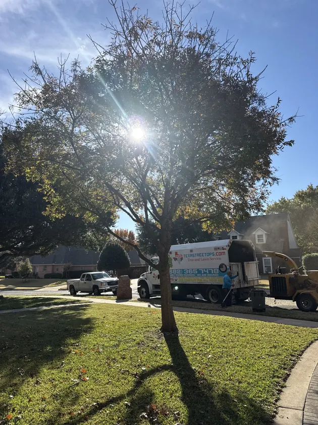 Trimmed tree with Texas Tree Tops company truck on a residential job